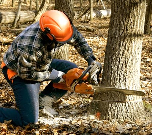 Tree Removal in Newton, KS